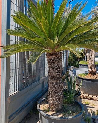 GRANDE CYCAS revoluta in vaso- CHIOMA AMPIA