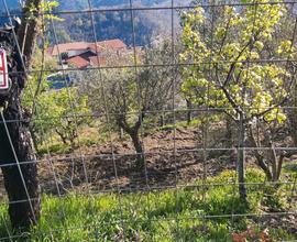 Terreno con uliveto San Pietro Apostolo Catanzaro