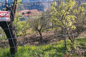 Terreno con uliveto San Pietro Apostolo Catanzaro