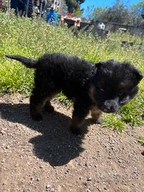 Cucciola pastore tedesco