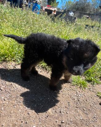 Cucciola pastore tedesco