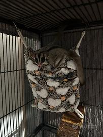 Coppia di petauri dello zucchero