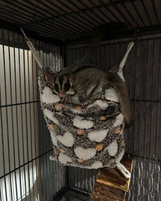 Coppia di petauri dello zucchero