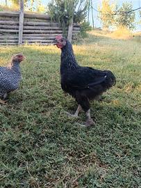 Galli AMROK MARANS e SUSSEX