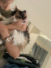 Gatto persiano