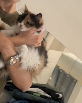 Gatto persiano