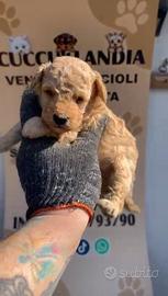 Barboncino mini toy albicocca 2F 2M anche a rate