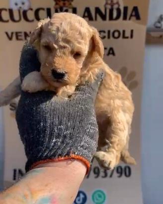 Barboncino mini toy albicocca 2F 2M anche a rate