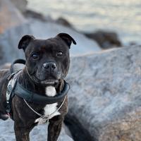 Staffordshire bull terrier X MONTA