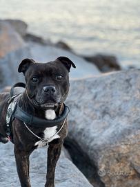 Staffordshire bull terrier X MONTA
