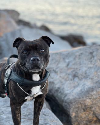 Staffordshire bull terrier X MONTA