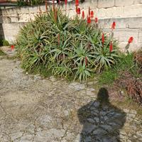 piante di aloe arborensis 