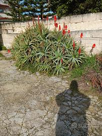 piante di aloe arborensis 