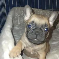 ULTIMI cuccioli di Bulldog francese