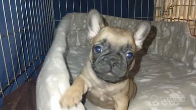 ULTIMI cuccioli di Bulldog francese