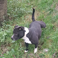 Staffordshire Bull Terrier