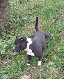 Staffordshire Bull Terrier