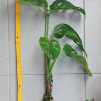 Monstera Adansonii