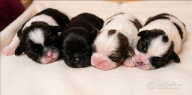 Cuccioli shih-tzu con pedegree