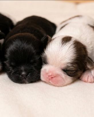 Cuccioli shih-tzu con pedegree