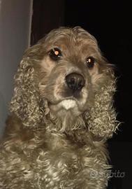 Cucciola di Cocker Spaniel Fulva