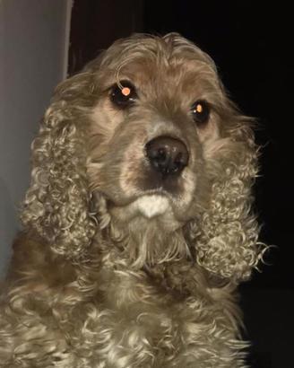 Cucciola di Cocker Spaniel Fulva