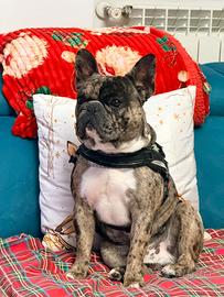 Disponibile per monta