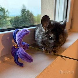 Cincillà cucciolo
