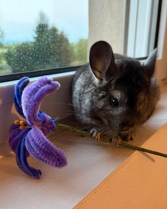 Cincillà cucciolo