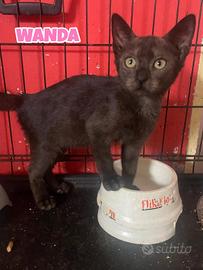 Wanda e Nami gattine di tre mesi