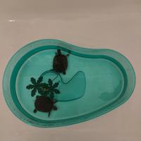 Tartarughe acquatiche