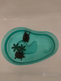 Tartarughe acquatiche