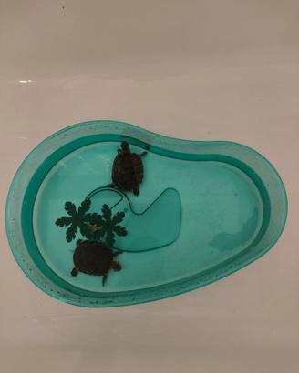 Tartarughe acquatiche