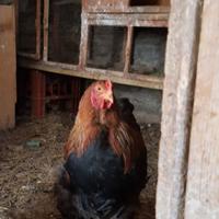Gallo brahma perniciato oro