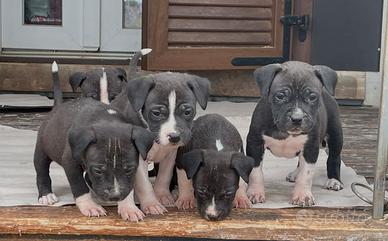 Ultimi Cuccioli di Bandog