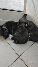 Cuccioli chiwawa