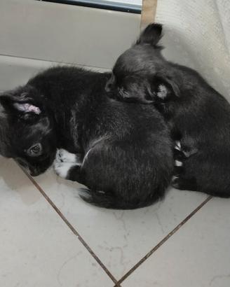 Cuccioli chiwawa