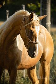 Cavallo