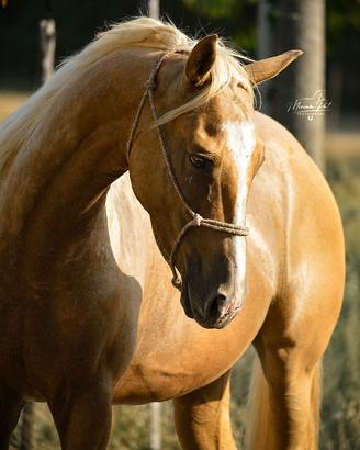 Cavallo