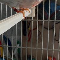 Canarino Agata opale rosso mosaico