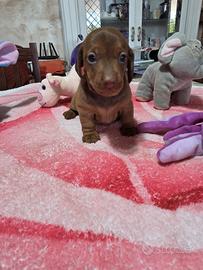 cuccioli di bassotto caninken