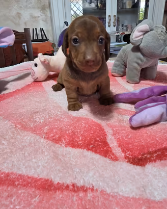 cuccioli di bassotto caninken