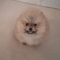 Cucciolo di spitz