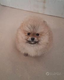 Cucciolo di spitz