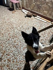 Border collie