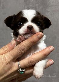 Chihuahua pelo lungo