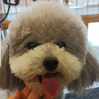 Barboncino toy grigio silver con pedigree enci