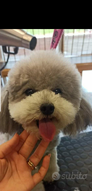 Barboncino toy grigio silver con pedigree enci