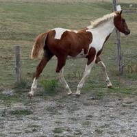 Puledro 5 mesi stupendo