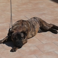 Cane corso